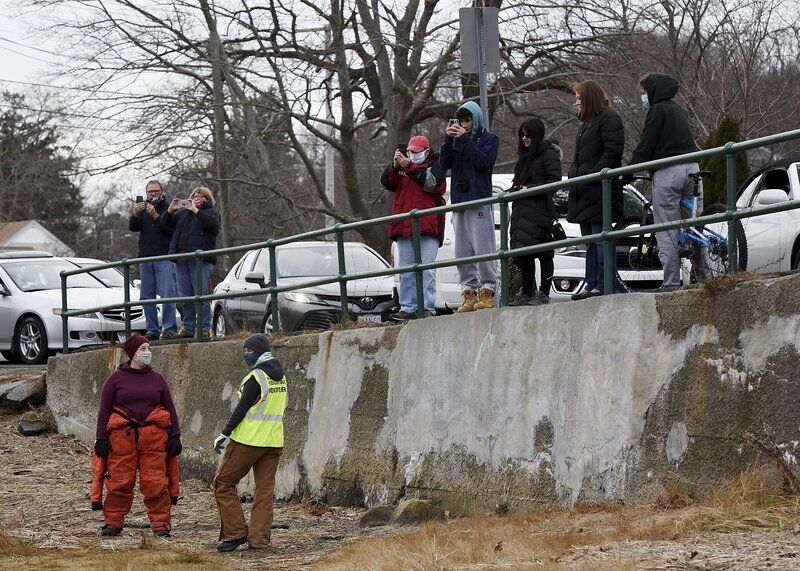 Dolphin makes rare winter appearance